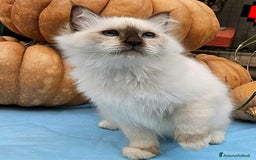 Sacro di Birmania gatti in vendita: Gattini Sacro di Birmania  - Immagine 8