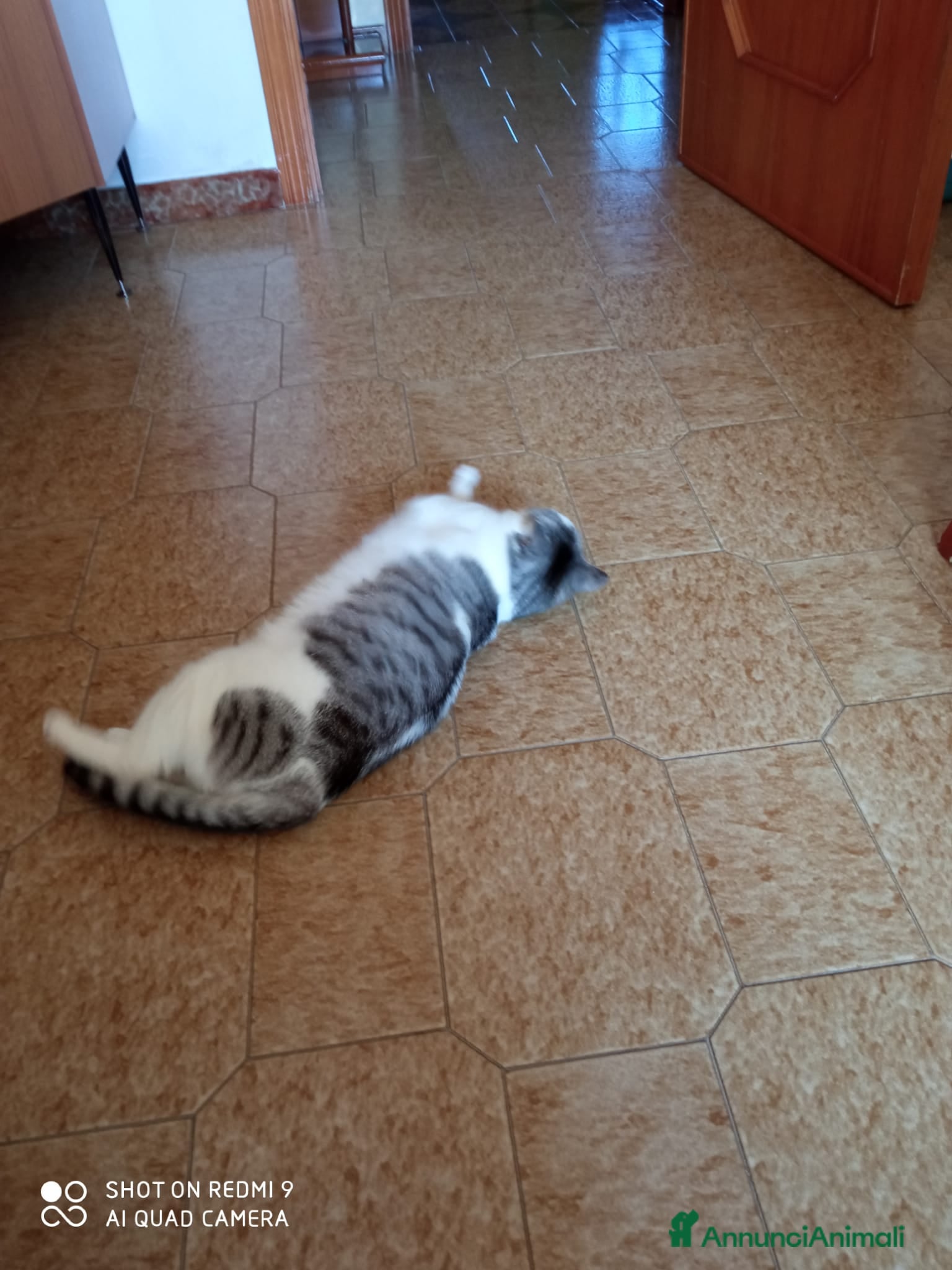 Meticcio gatti GATTA DOLCISSIMA - Annuncio 6