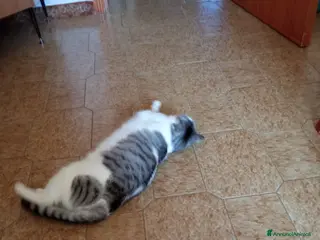 Meticcio gatti GATTA DOLCISSIMA - Annuncio 6
