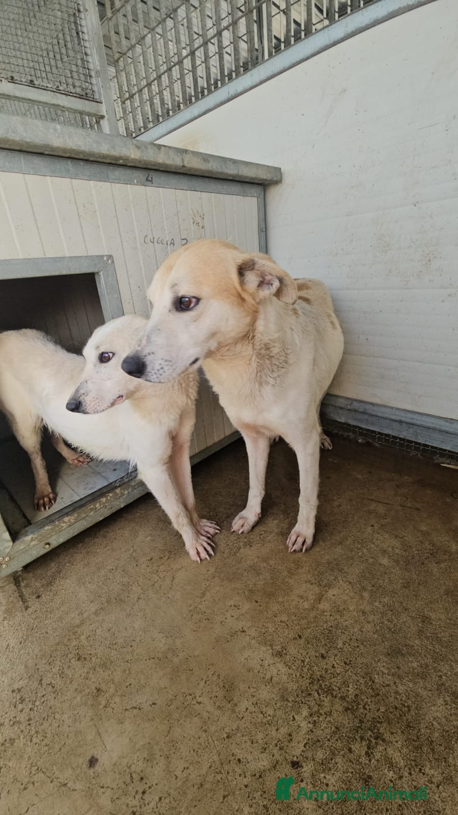 Meticcio cani Gerry: equilibrato, docile, socievole  - Annuncio 2