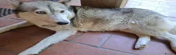 Husky cani in vendita: Siberian husky  a Provincia di Como - Annuncio 8