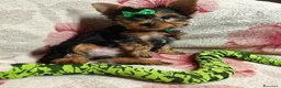 Meticcio cani in vendita: ✨Splendidi Yorkshire Terrier✨ - Annuncio 10