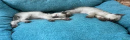 Siamese gatti in vendita: Cuccioli siamesi thai - Annuncio 4