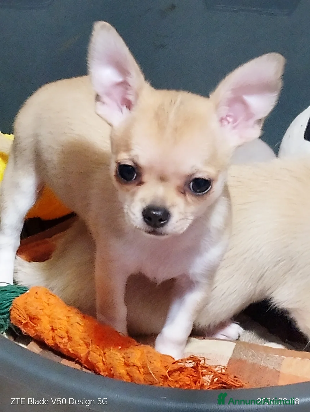 Chihuahua cani in vendita: Cuccioli chihuahua - Annuncio 3