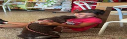 Spinone cani in vendita: Cuccioli di Spinone Italiano - Annuncio 22