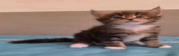 Maine Coon gatti in vendita: Litter F Dolci Fusa - Annuncio 10