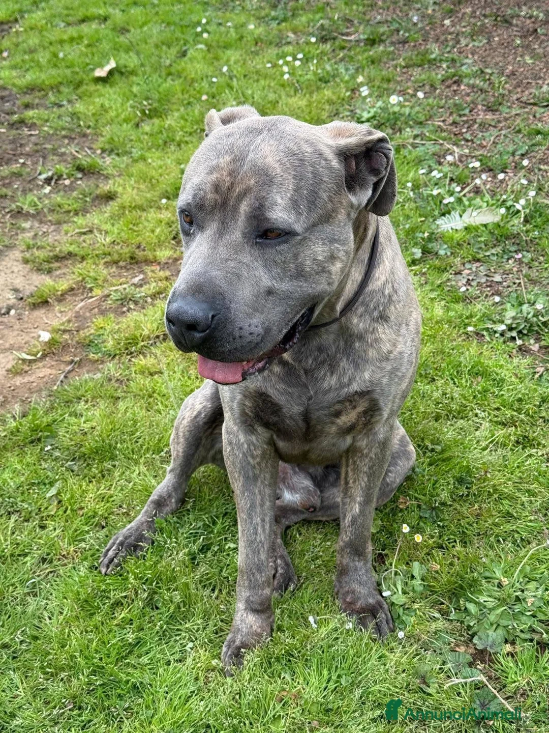 Meticcio cani in regalo: Rush  a Provincia di Viterbo - Annuncio 2