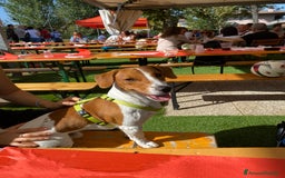 Jack Russell cani per accoppiamento: Jack Russell disponibile per monta  a Provincia di Brescia - Immagine 3