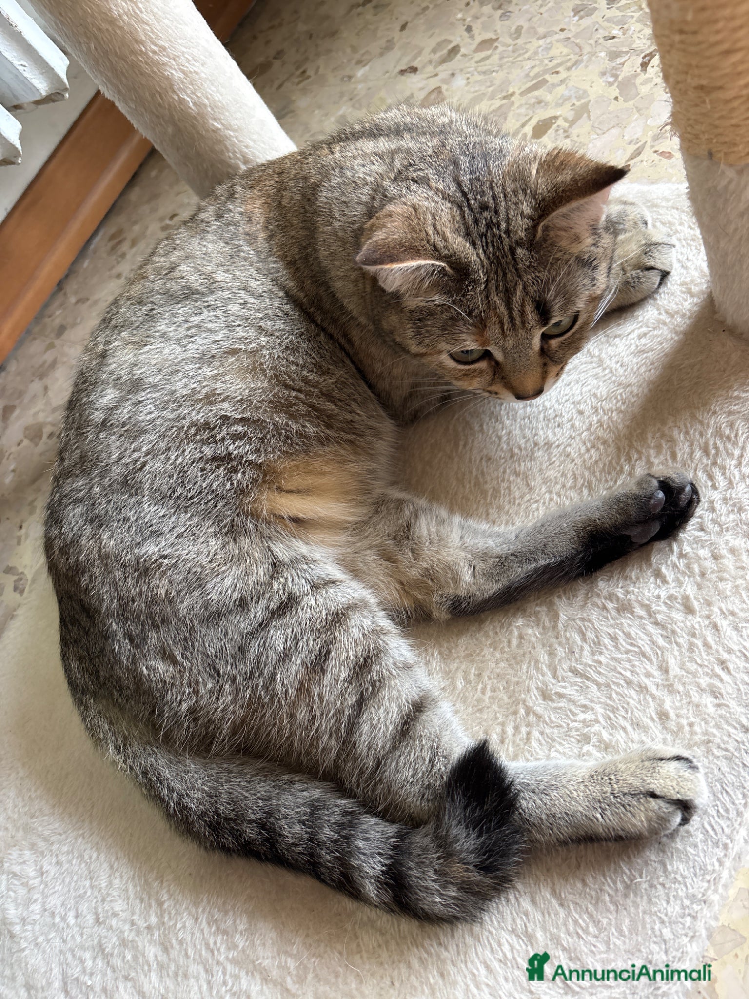 Scottish gatti Vendesi Scottish fold e straight - Annuncio 4