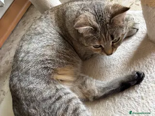 Scottish gatti Vendesi Scottish fold e straight - Annuncio 4