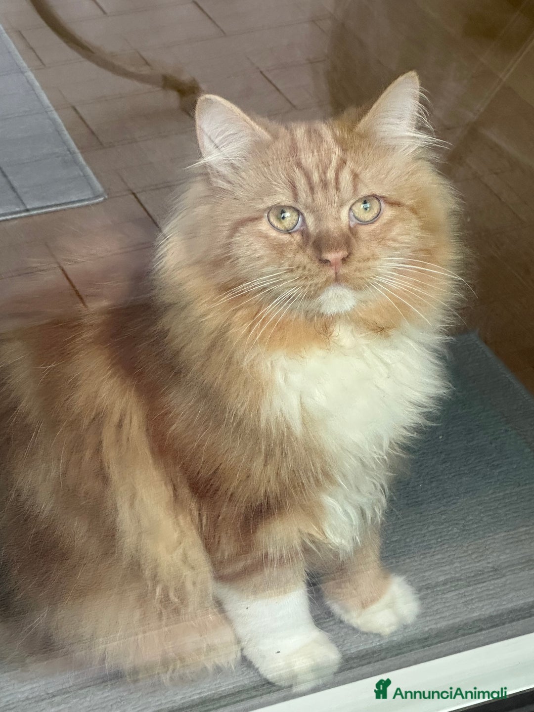 Siberiano gatti per accoppiamento: Bellissimo Siberiano per accoppiamento  - Immagine 3