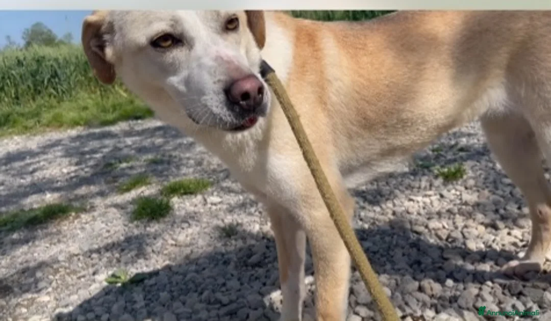 Meticcio cani in regalo: Airy femmina mix Labrador 3anni e 1/2 BRESCIA SOS - Annuncio 2