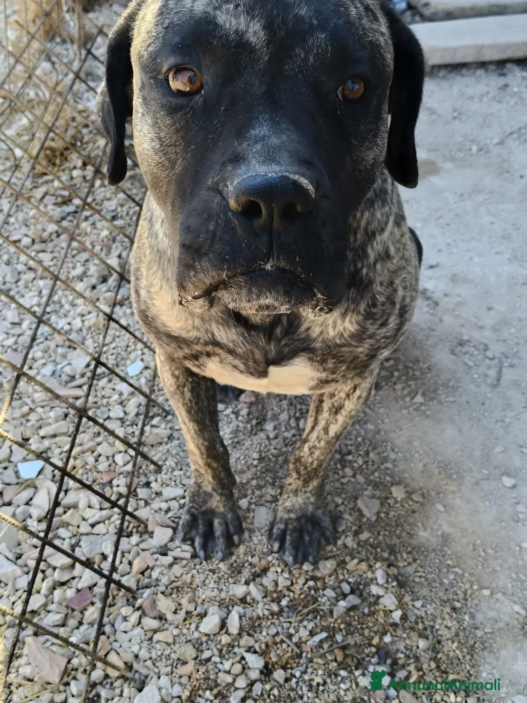Cane Corso cani in regalo: Kira e Zeus, due anime buone in cerca di casa - Annuncio 7