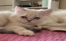 Persiano gatti in vendita: Gattini persiani normotipo  a Provincia di Reggio Emilia - Immagine 3