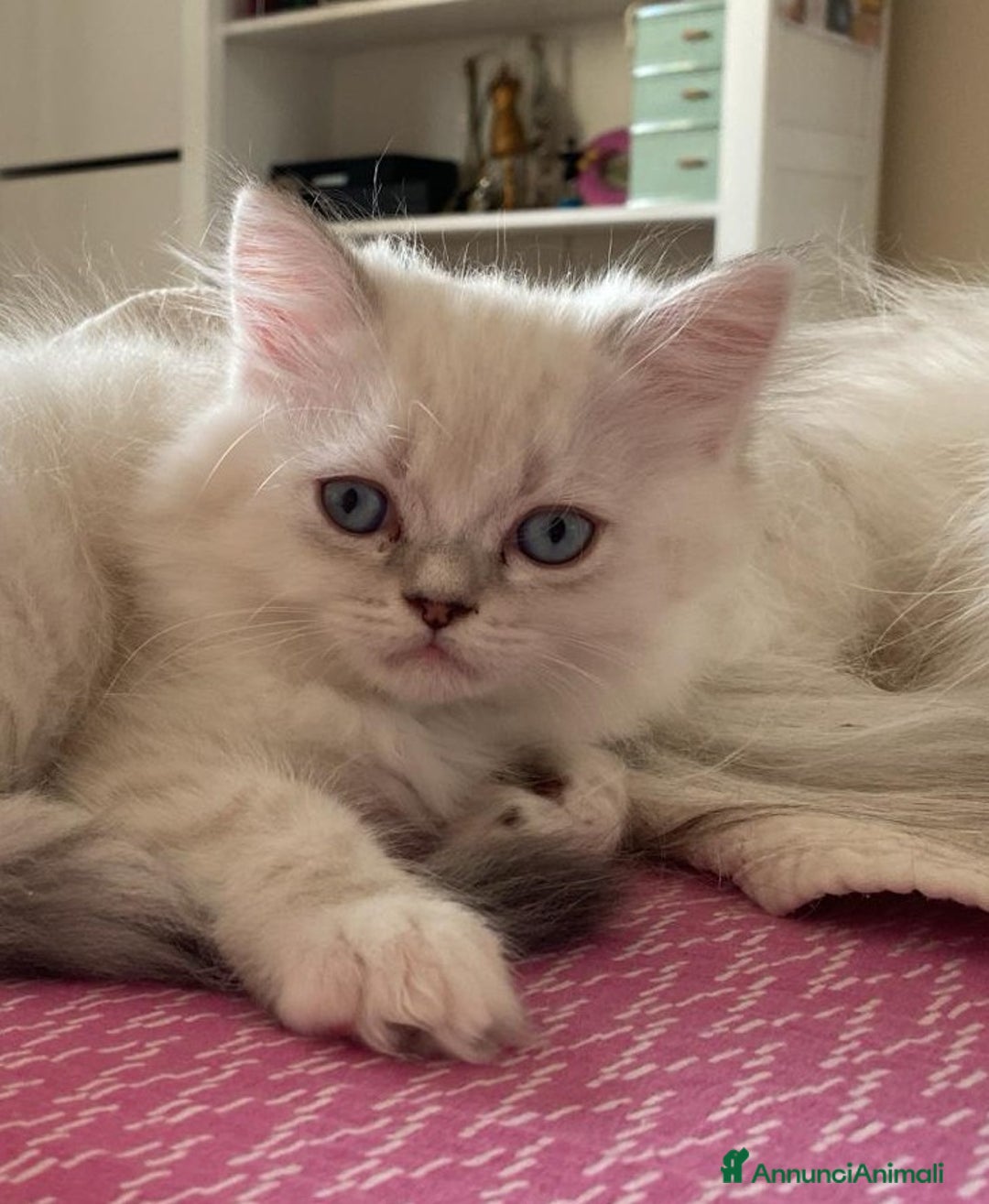 Persiano gatti in vendita: Gattini persiani normotipo  a Provincia di Reggio Emilia - Immagine 3