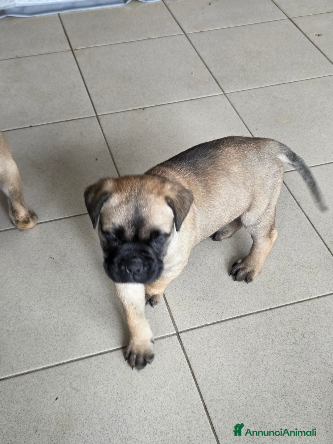 Bullmastiff cani in vendita: Vendo cuccioli di Bullmastiff - Annuncio 7