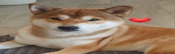 Shiba Inu cani per accoppiamento: YUKI CERCA FIDANZATA  - Annuncio 6