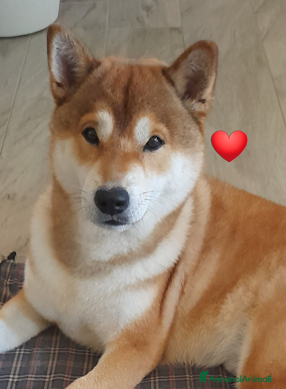 Shiba Inu cani per accoppiamento: YUKI CERCA FIDANZATA  - Annuncio 6
