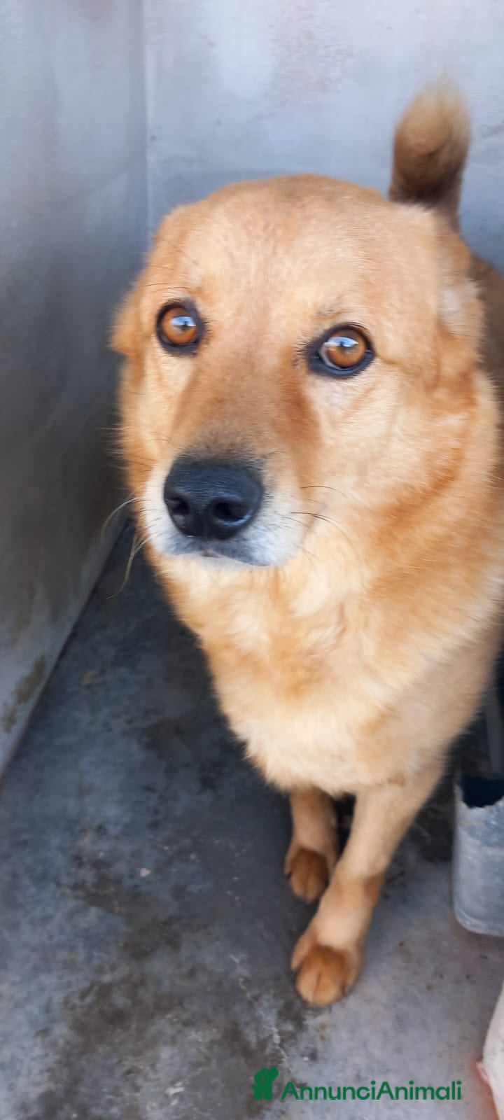 Meticcio cani CESARE I suoi occhi parlano a Città Metropolitana di Venezia - Annuncio 41