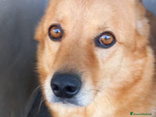 Meticcio cani CESARE I suoi occhi parlano a Città Metropolitana di Venezia - Annuncio 6