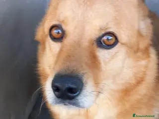 Meticcio cani CESARE I suoi occhi parlano a Città Metropolitana di Venezia - Annuncio 41