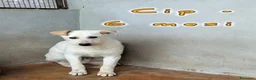 Meticcio cani in regalo: CIP e CIOP cuccioloni tg mediogrande - Annuncio 3