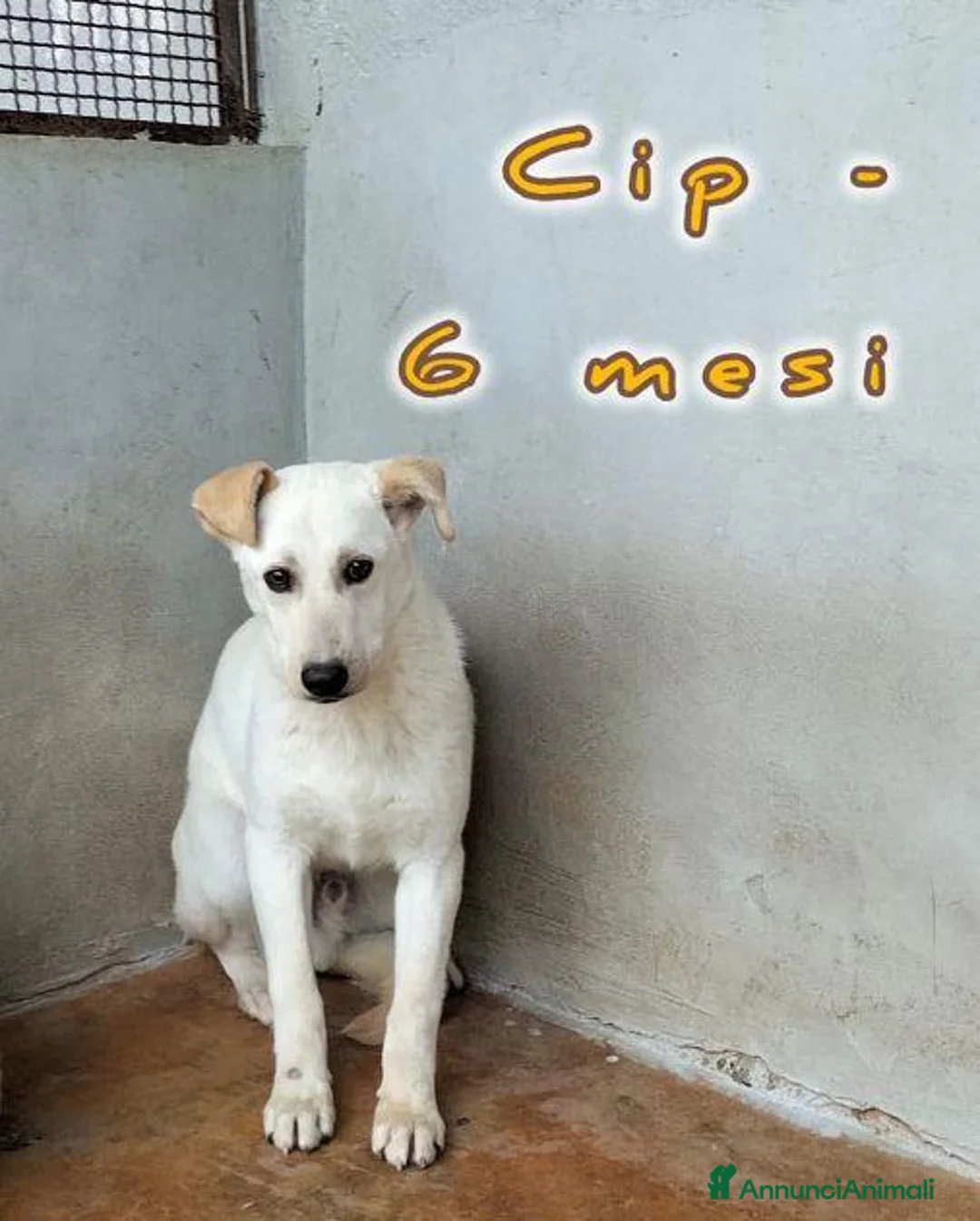 Meticcio cani in regalo: CIP e CIOP cuccioloni tg mediogrande - Annuncio 3