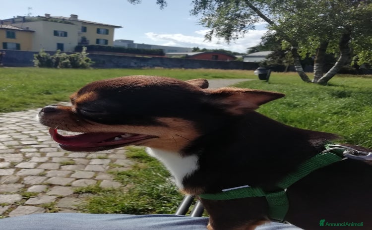Chihuahua cani a Provincia di Bergamo - Annuncio 9