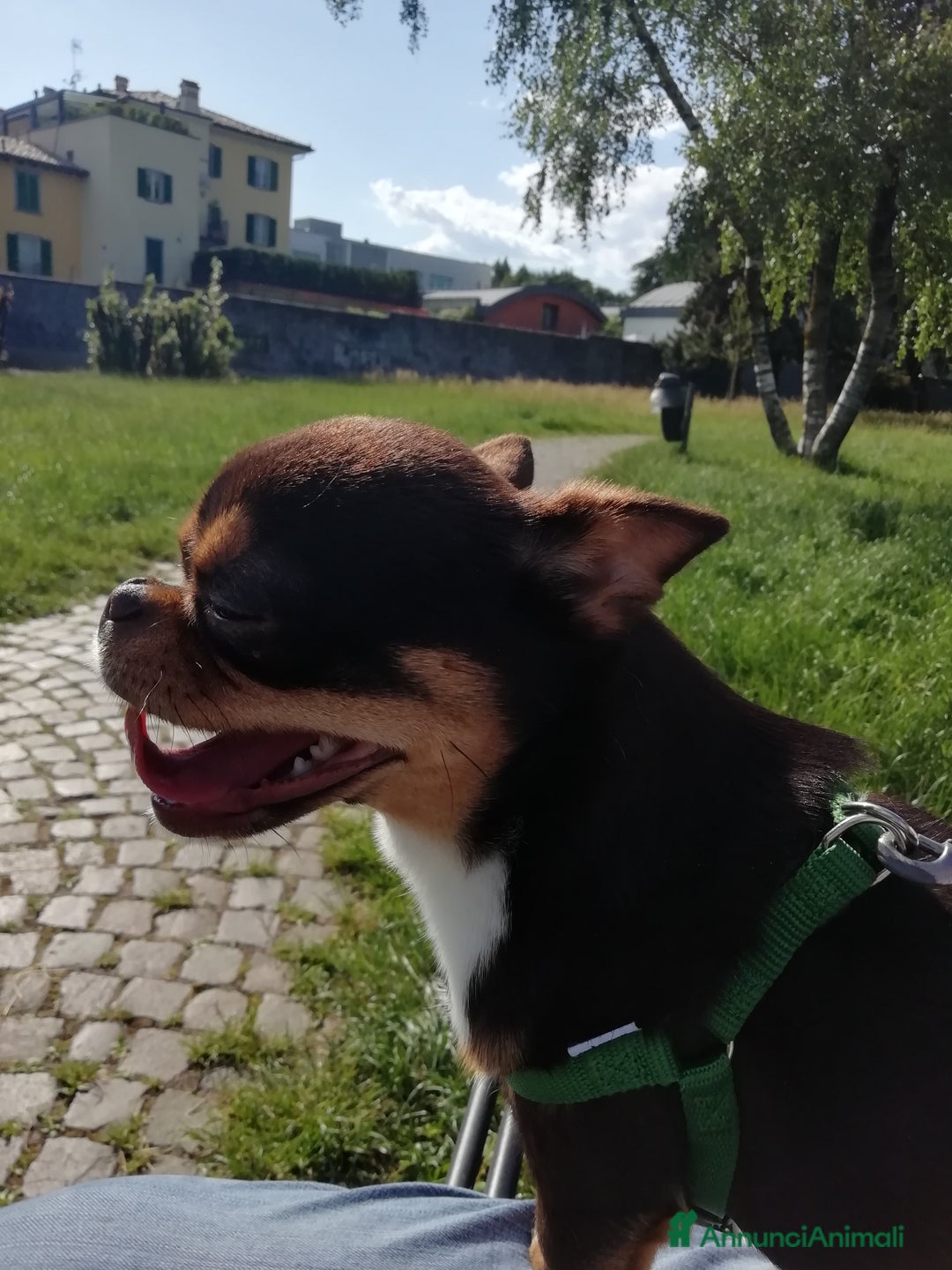 Chihuahua cani per accoppiamento: Chiwawa maschio  a Provincia di Bergamo - Immagine 1