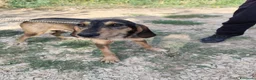 Segugio cani in regalo: Segugia a pelo ruvido - Annuncio 4