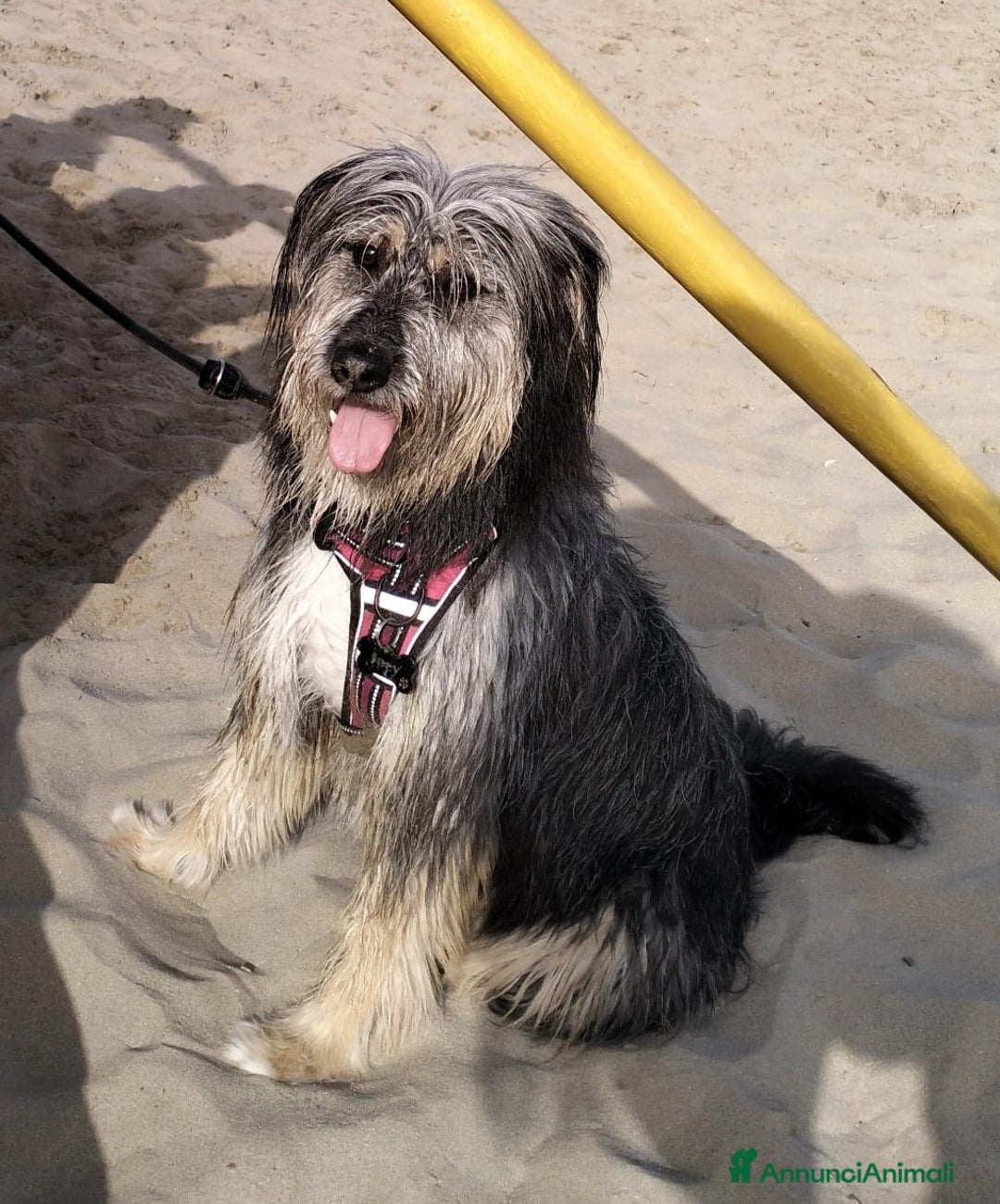 Meticcio cani in regalo: LA SPLENDIDA JOY - Annuncio 4