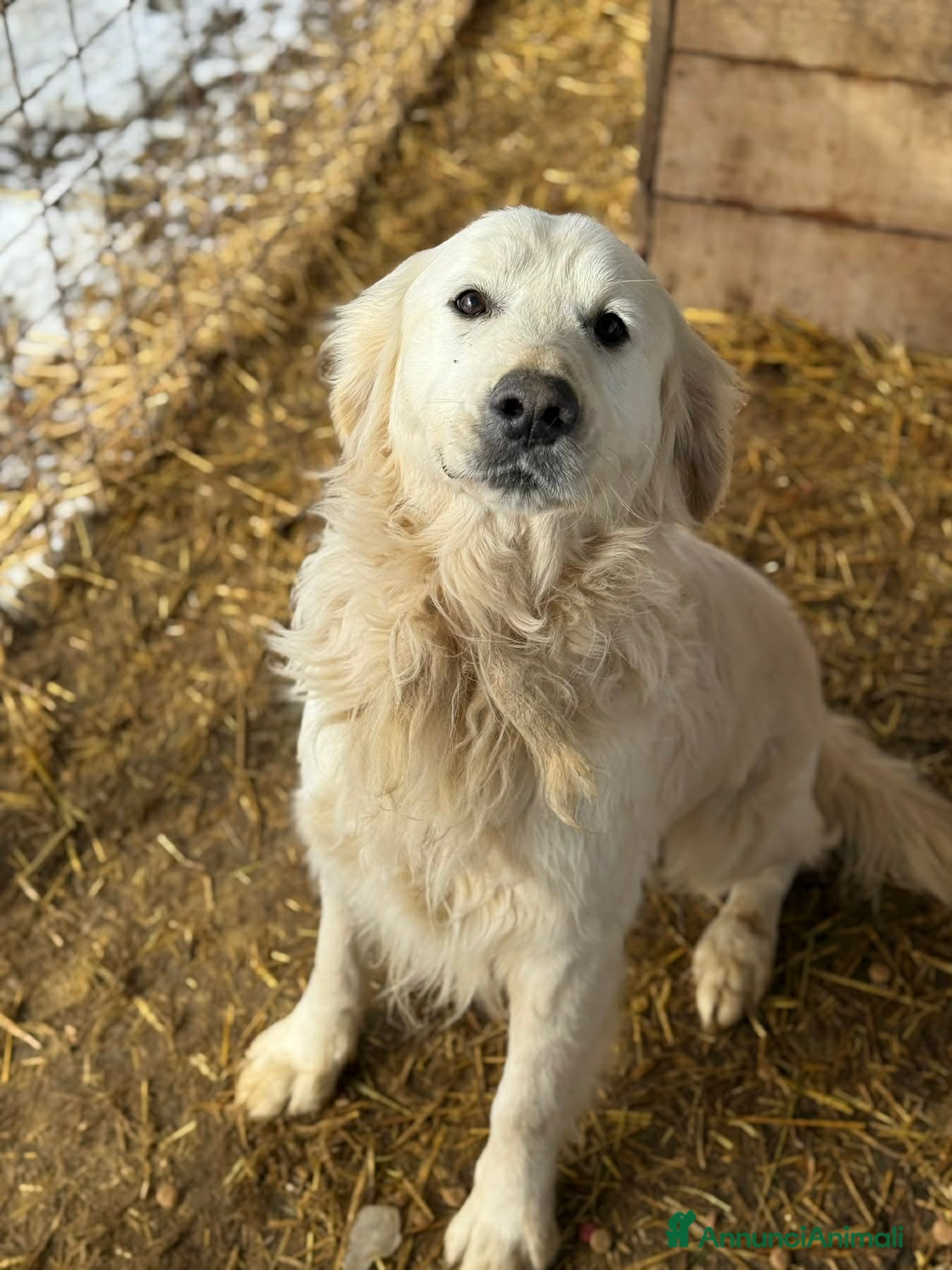 Golden Retriever cani MARLON, magnifico mix GOLDEN RETRIEVER! - Annuncio 1