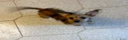 Yorkshire cani in regalo: PIMPI cucciola taglia piccola cerca adozione - Annuncio 3