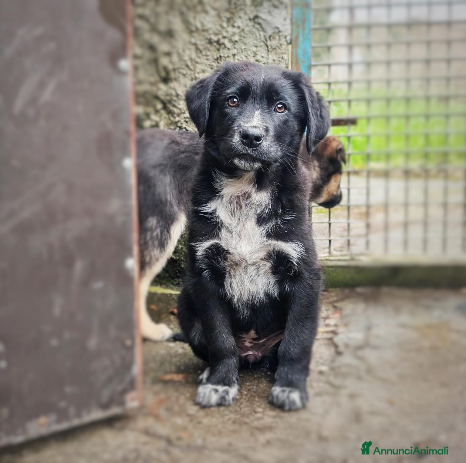 Meticcio cani MORA 🩷 - cucciola futura taglia media cerca casa  - Annuncio 2