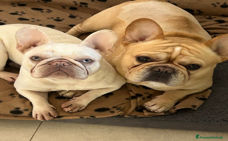 Bulldog Francese cani a Provincia della Spezia - Annuncio 1