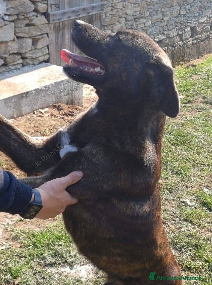 Meticcio cani L'Urlo di Teseo - Annuncio 4
