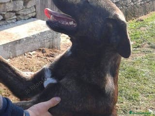 Meticcio cani L'Urlo di Teseo - Annuncio 4