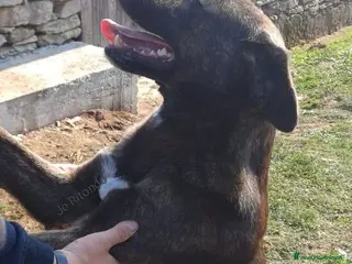 Meticcio cani L'Urlo di Teseo - Annuncio 10