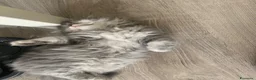 British gatti in vendita: British shorthair e longhair - Annuncio 6