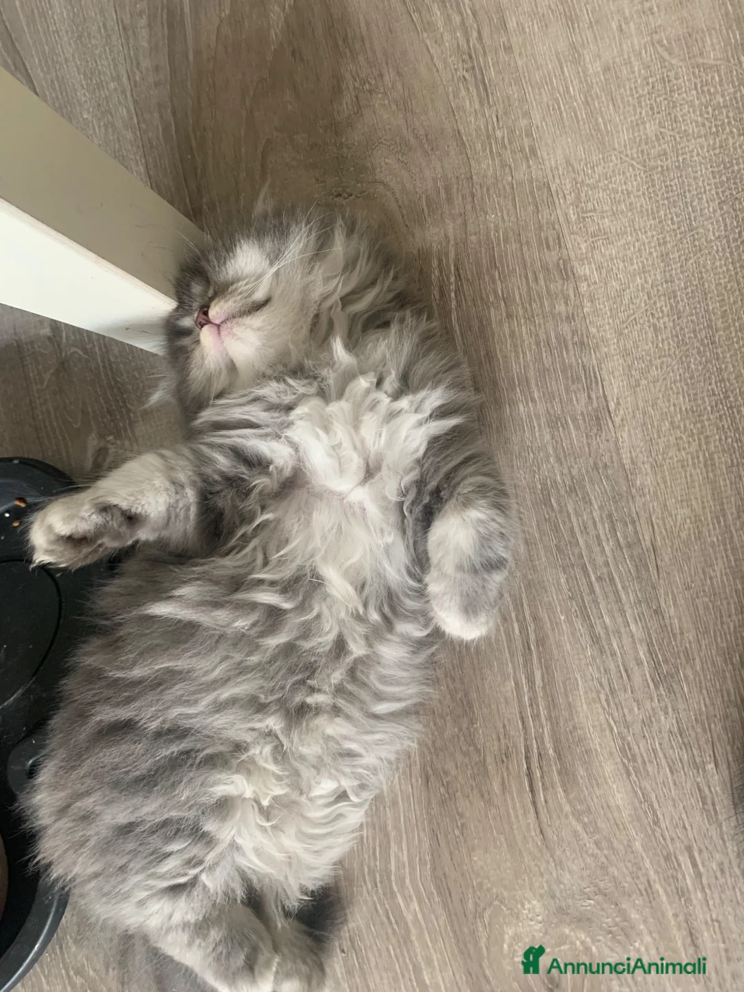 British gatti in vendita: British shorthair e longhair - Annuncio 6