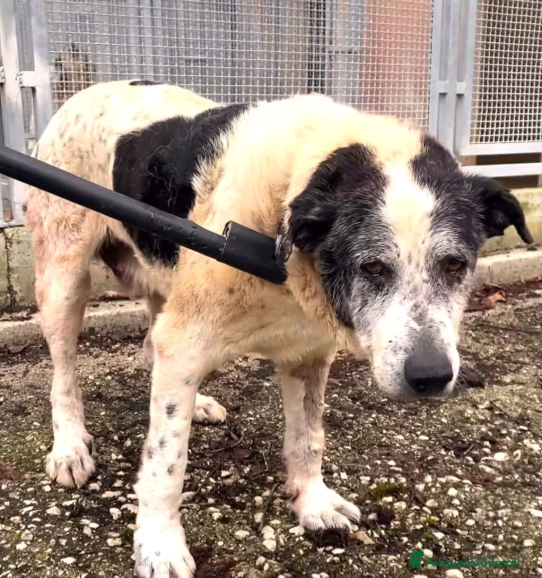 Meticcio cani in regalo: ASOZ.DEL 💔:viveva libero, chiuso in box è spavent - Annuncio 1