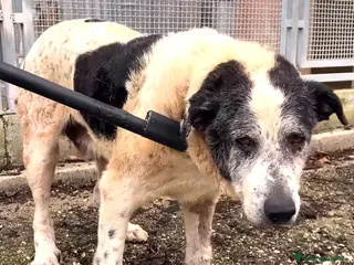 Meticcio cani ASOZ.DEL 💔:viveva libero, chiuso in box è spavent - Annuncio 17