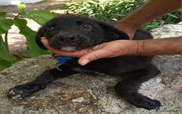 Meticcio cani in regalo: PEPE ASPETTA UNA MAMMA  a Provincia di Varese - Immagine 2