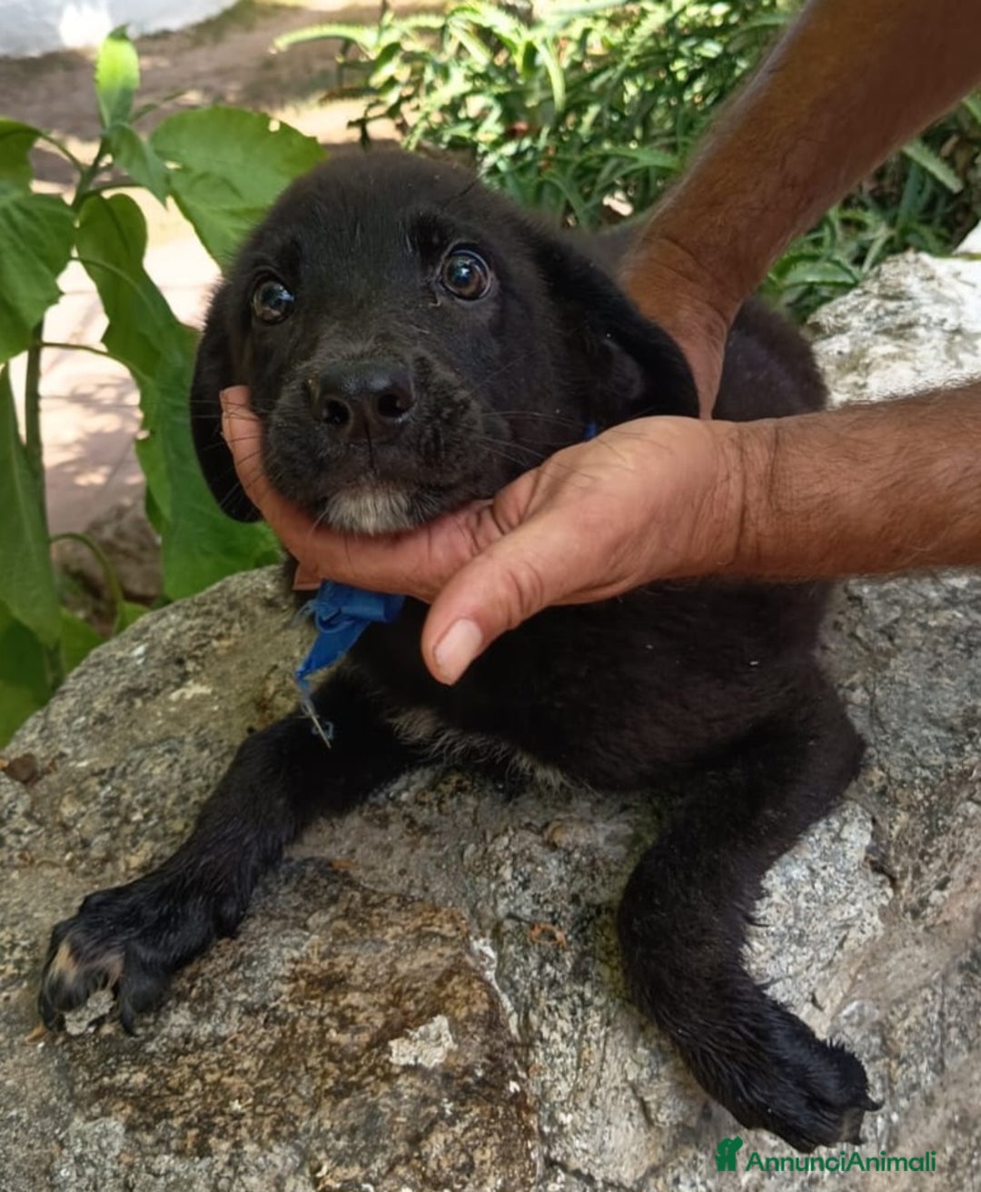 Meticcio cani in regalo: PEPE ASPETTA UNA MAMMA  a Provincia di Varese - Immagine 2