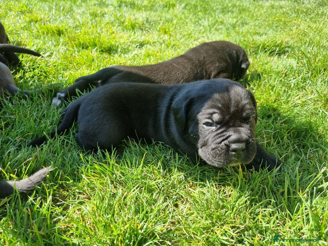 Cane Corso cani in vendita: Cuccioli di cane corso alta genealogia  a Provincia di Verona - Immagine 3