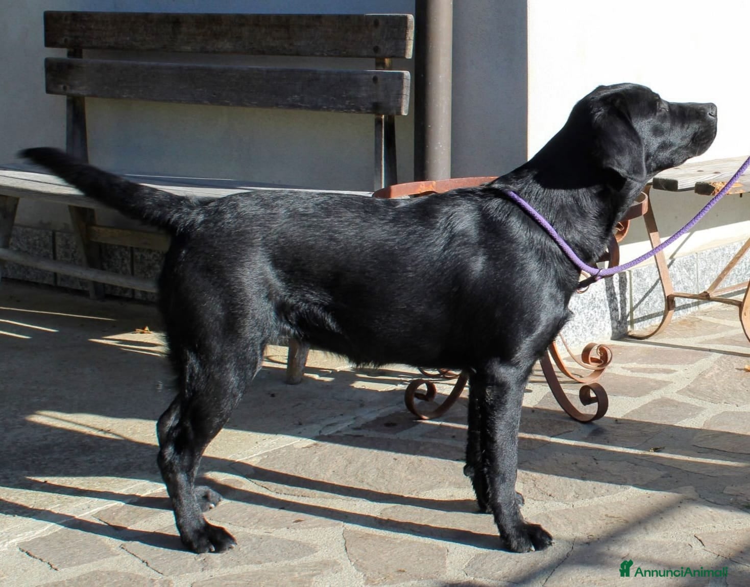 Labrador cani Tre cuccioli di labrador retriever nero  - Annuncio 1