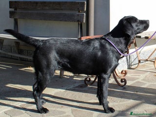 Labrador cani Tre cuccioli di labrador retriever nero - Annuncio 1