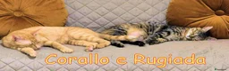 Europeo gatti in regalo: APPELLO URGENTE  PER RUGIADA E CORALLO - Annuncio 4