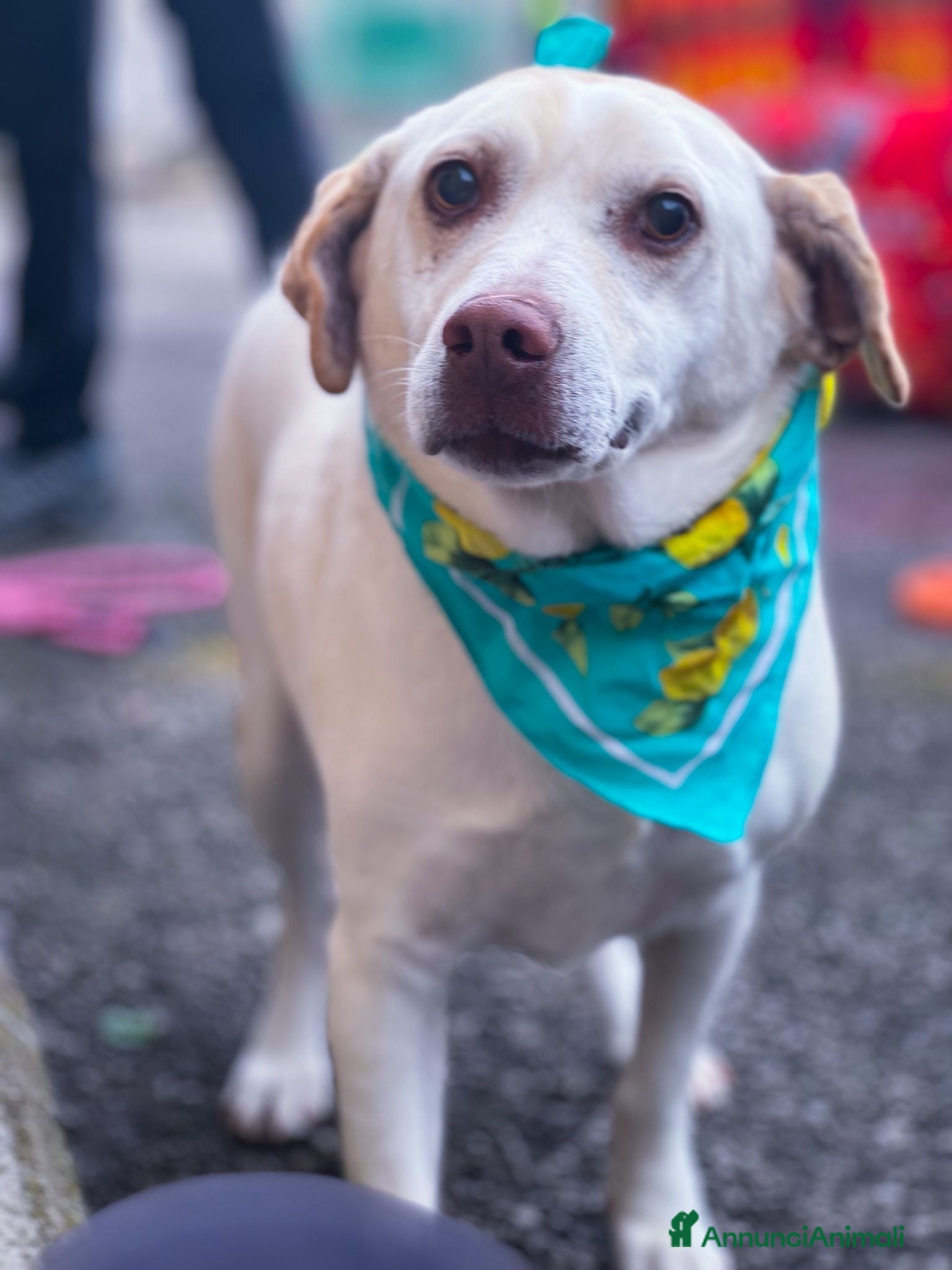 Meticcio cani ASOZ.DEL CUORE:divenuto cieco in canile ora triste - Annuncio 2