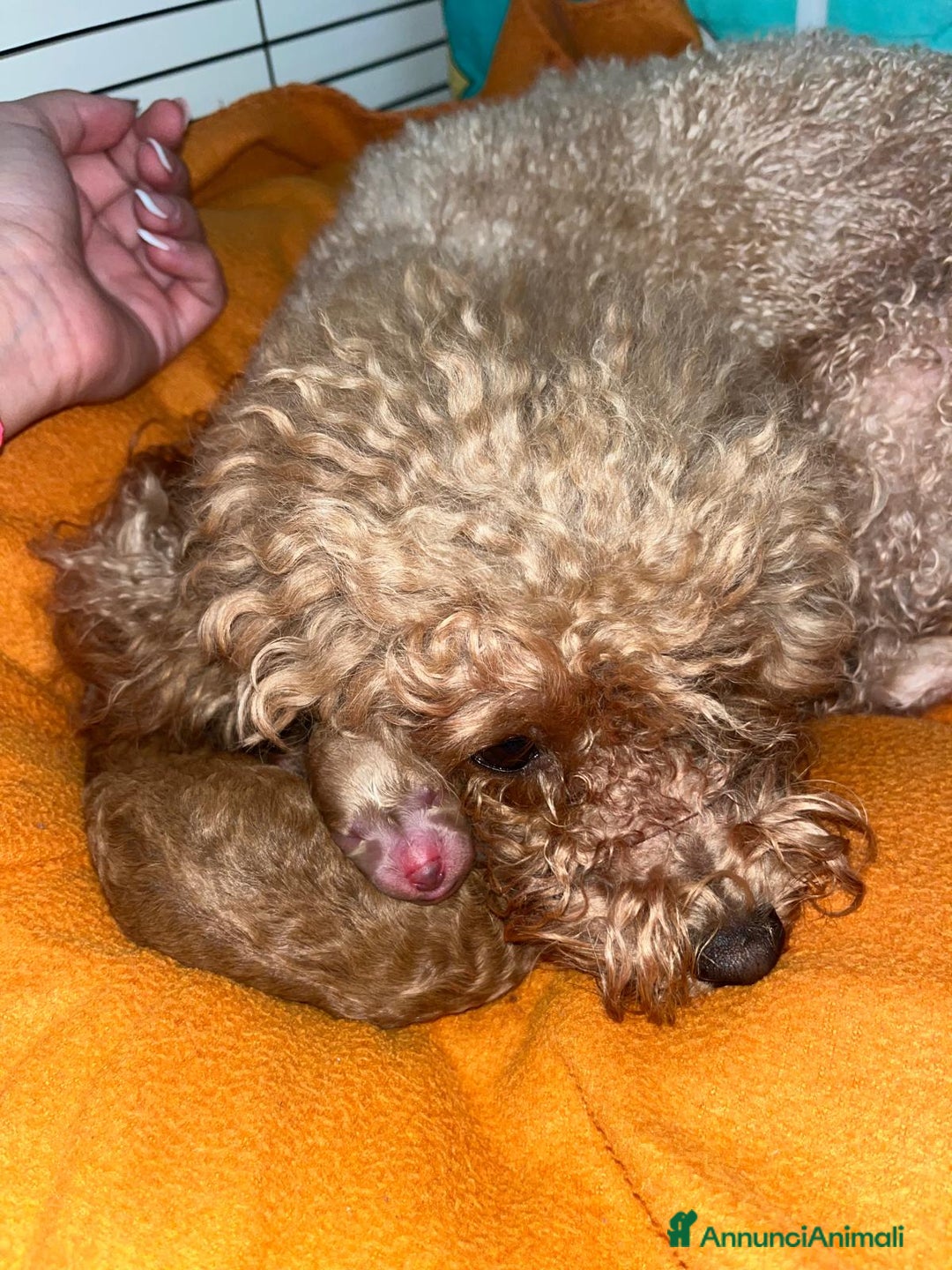 Barboncino Toy cani in vendita: VENDO CUCCIOLI DI BARBONCINO TOY - Annuncio 22